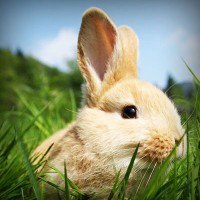 /album/daphnes-blog/photolia-a03-jpg/