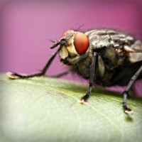 /album/daphnes-blog/photolia-a08-jpg/